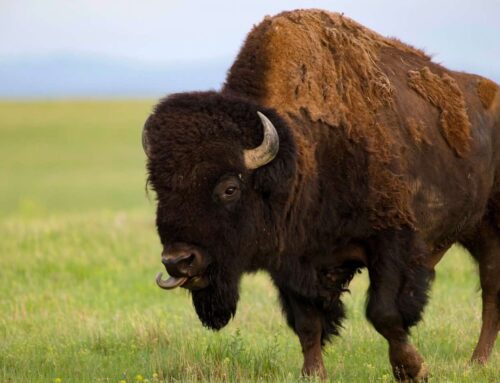BADLANDS UND BLACKHILLS