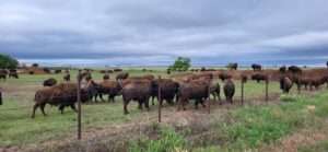 Oklahoma Eine Bisonherde auf einer großen Koppel