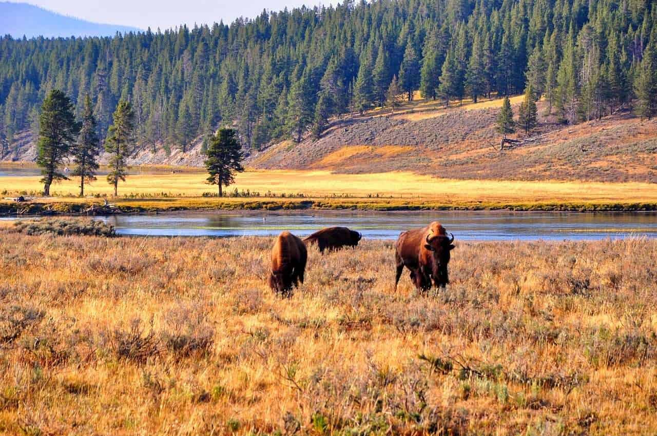 Bisons in der Landschaft des Yellowstone-Nationalparks