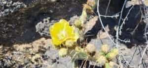 Valley of Fires Wunderschöne Kaktusblüte im Valley of Fies