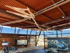 Big Bend 7 Ein Skelett einer Flugechse im Fossil Discovery Exhibiz