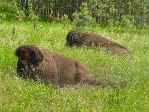 TGAR Wunderschöne Bisons