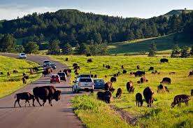 Bisons am Wildlife Loop