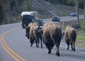 Bisonherde auf einer Straße