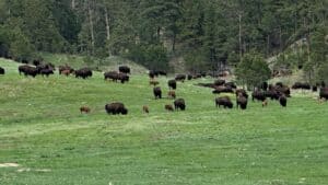 eine bisonherde