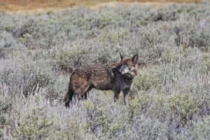 ein wolf in einer Wiese