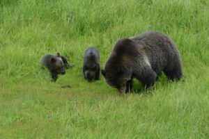 eine grizzlybärin mit 2 jungen