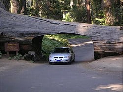 ein tunnel durch einen baum