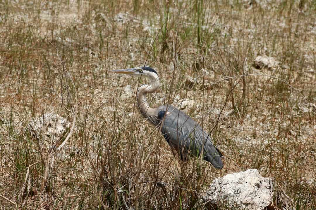 Photo by Polina Koroleva A great blue heron stands in the tall grass.