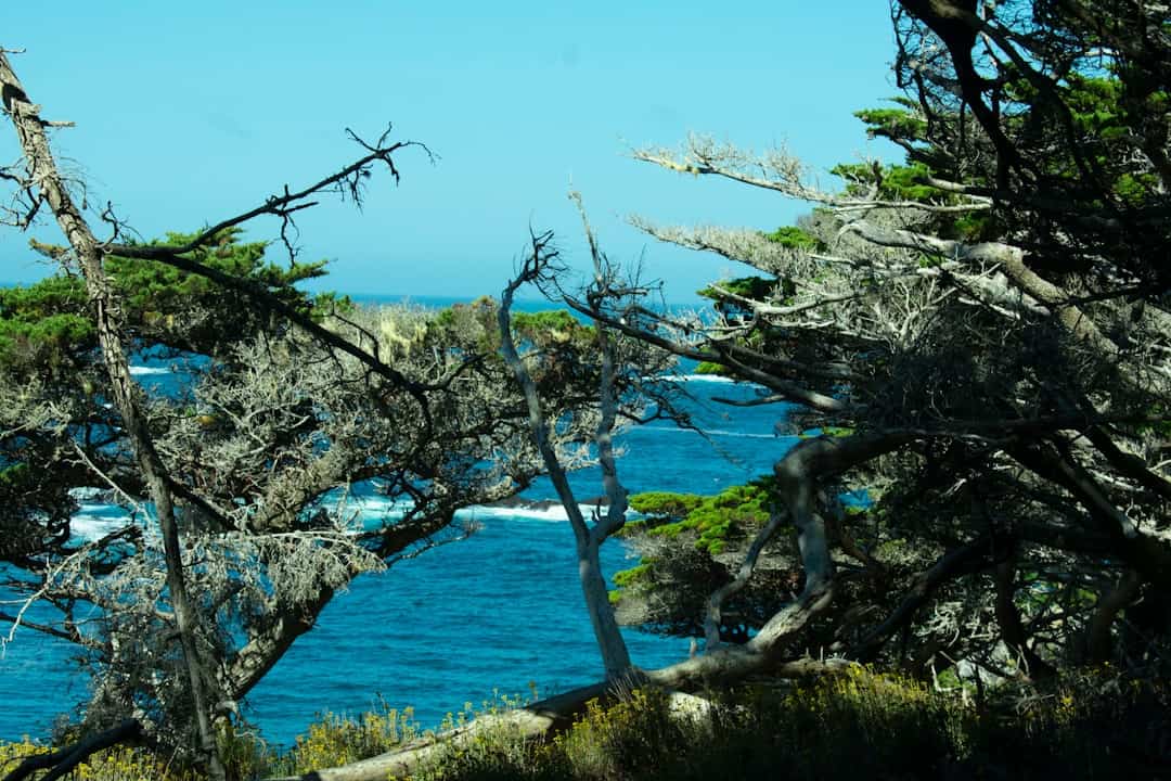 Photo by Angeline Wagner Trees frame the blue ocean and sky.