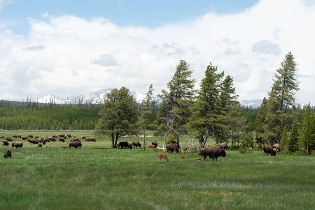 Photo by C. Shi herd of yaks on field