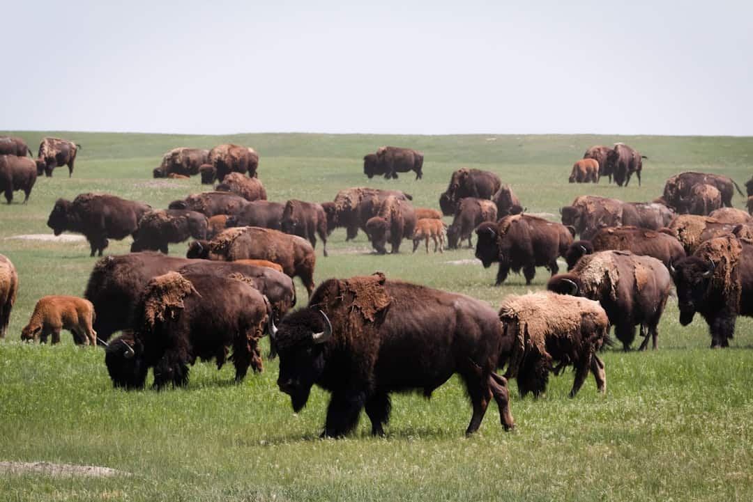 Photo by Stephen Pedersen brown buffalo
