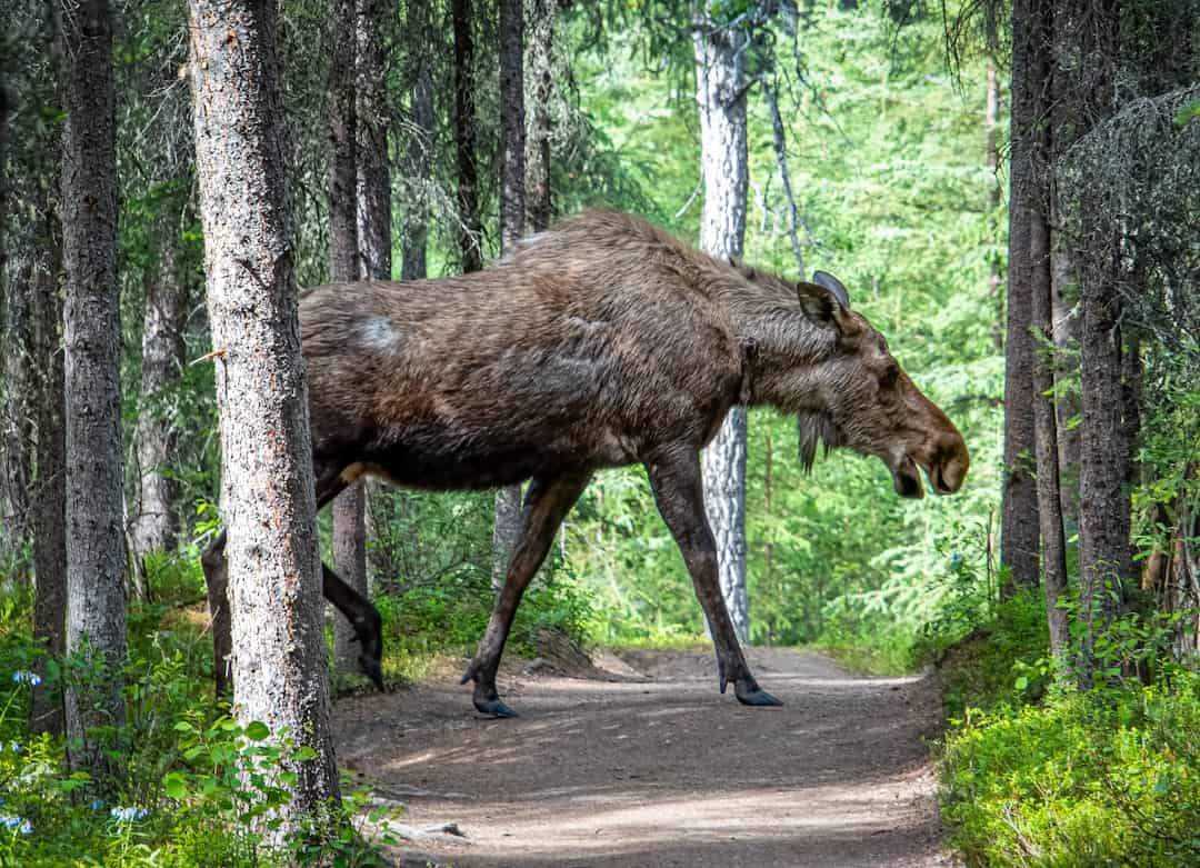 Photo by Stephen Crane a moose is walking through the woods on a trail