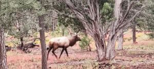 ein Hirsch im Wald