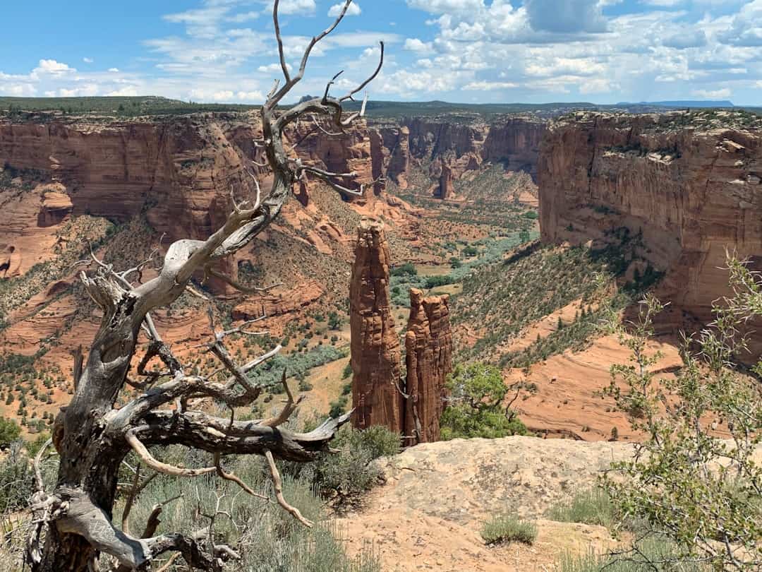 Photo by Ed Berrevoets bare tree on brown rock formation during daytime