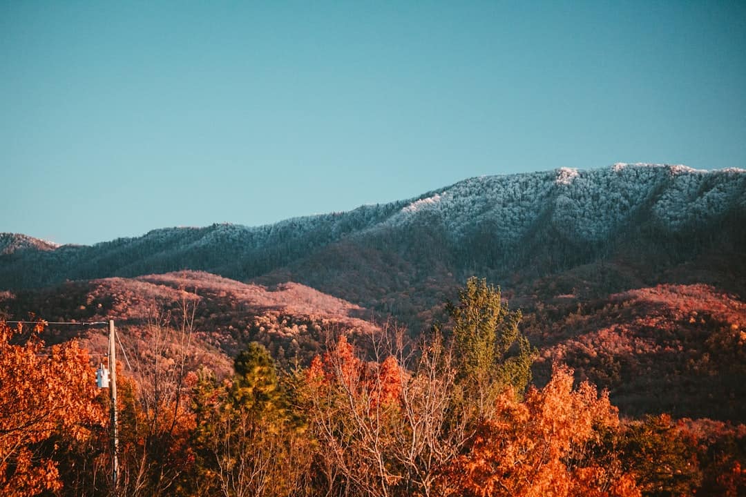 Photo by Sean Foster a view of a snowy mountain with trees in the foreground