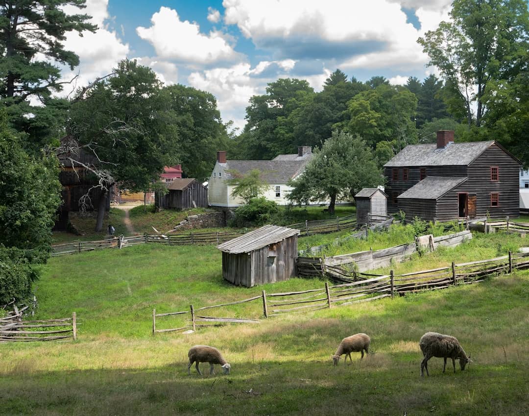 Photo by Rusty Watson sheep grazing in a field