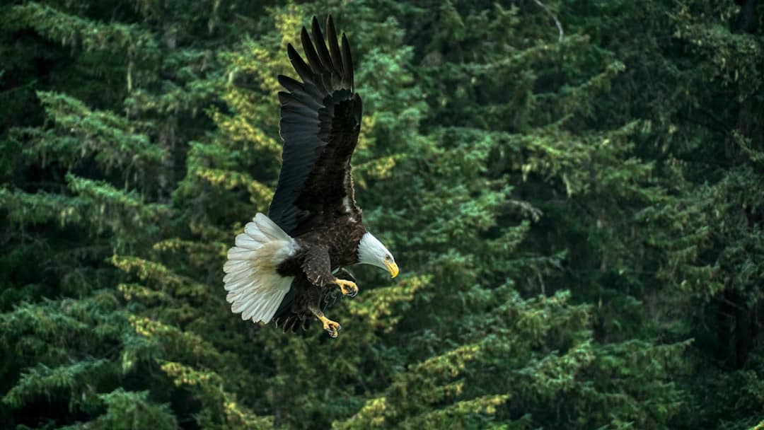 Photo by Stephen Meyers bald eagle