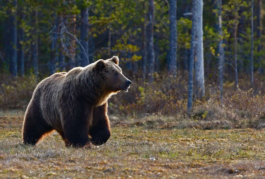 Photo by Zdeněk Macháček brown bear walking near trees