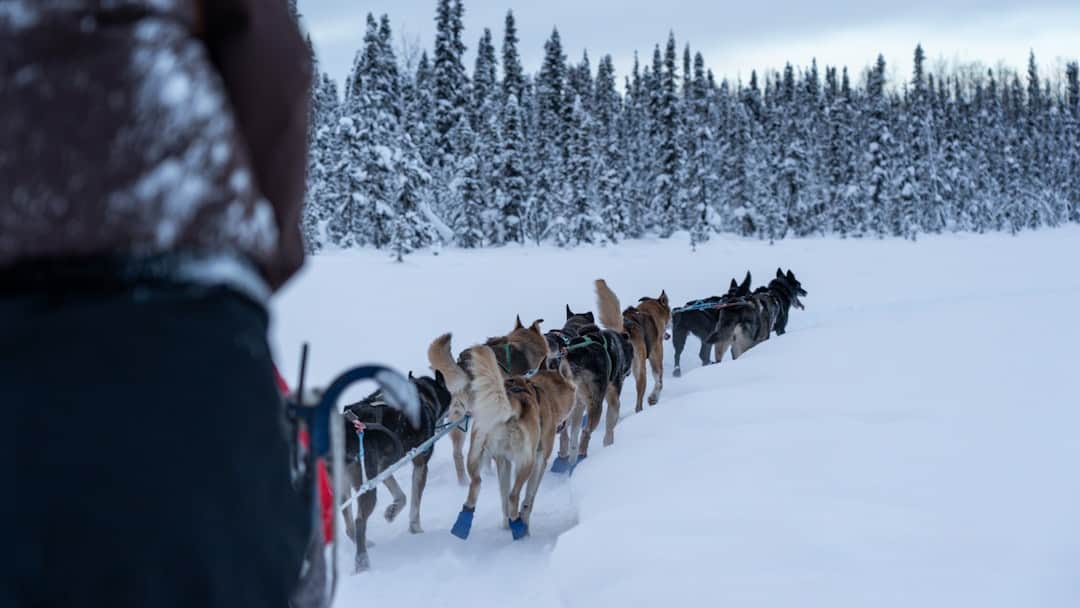 Photo by Yuhan Du a dog sled is being pulled by a man in the snow