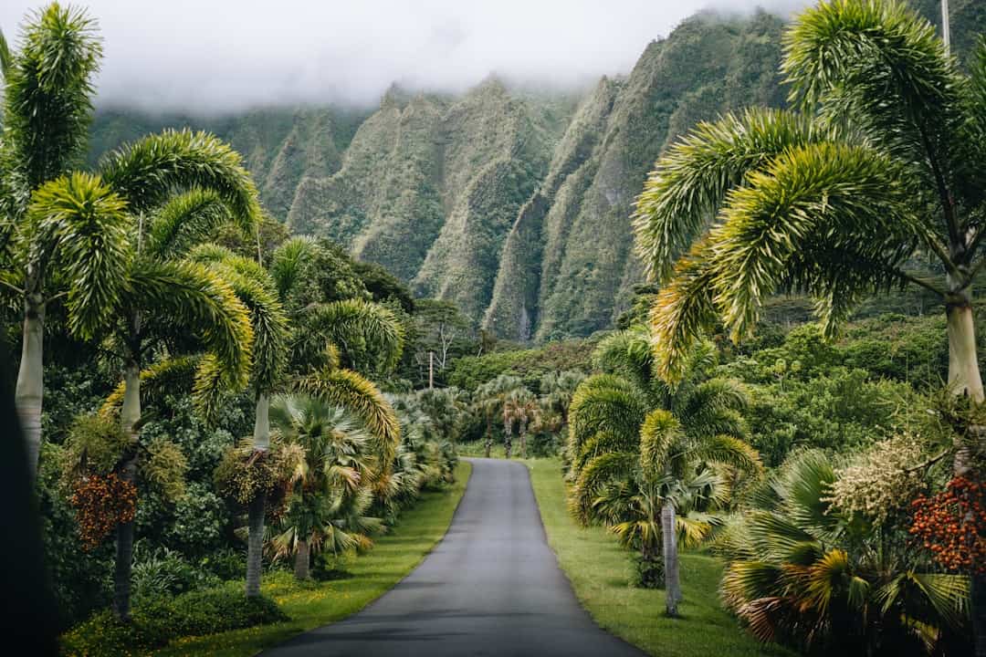 Photo by Peter Thomas a road surrounded by palm trees and mountains