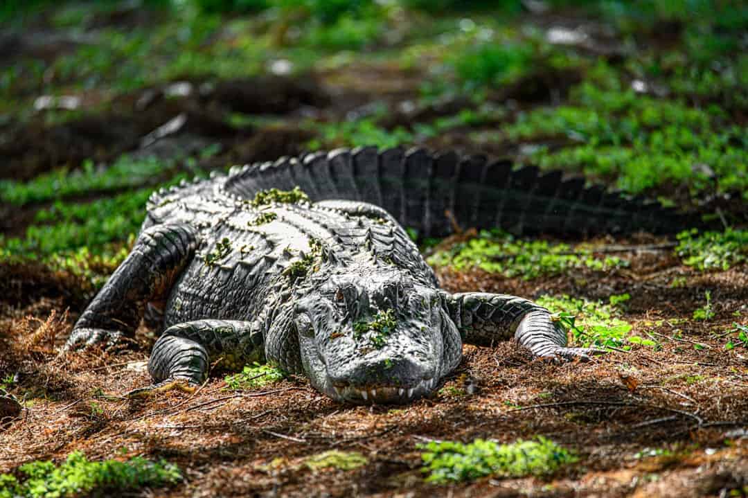 Photo by Richard Sagredo an alligator laying on the ground in the grass