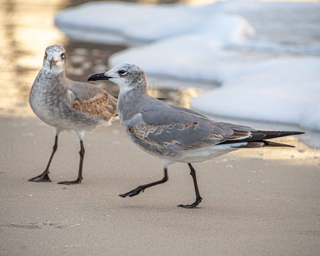 Photo by Richard Sagredo two gray birds on sand