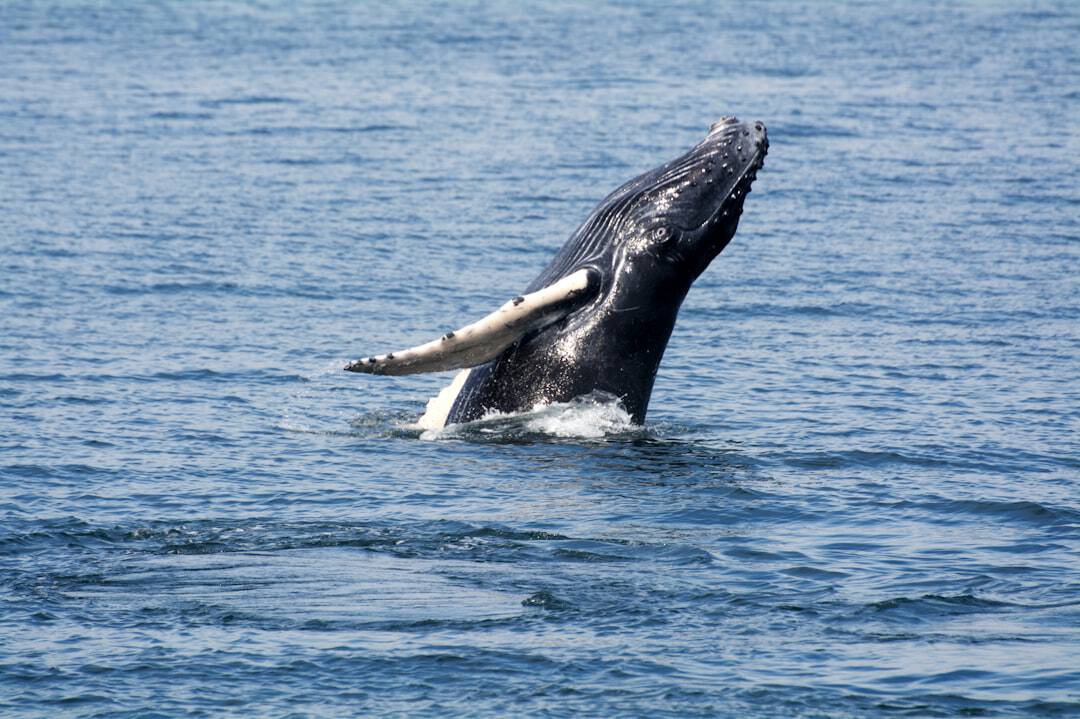 Photo by stephan hinni A humpback whale jumping out of the water