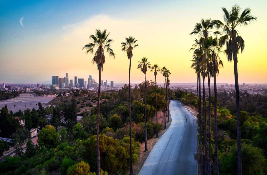 Photo by Venti Views green palm trees near city buildings during daytime