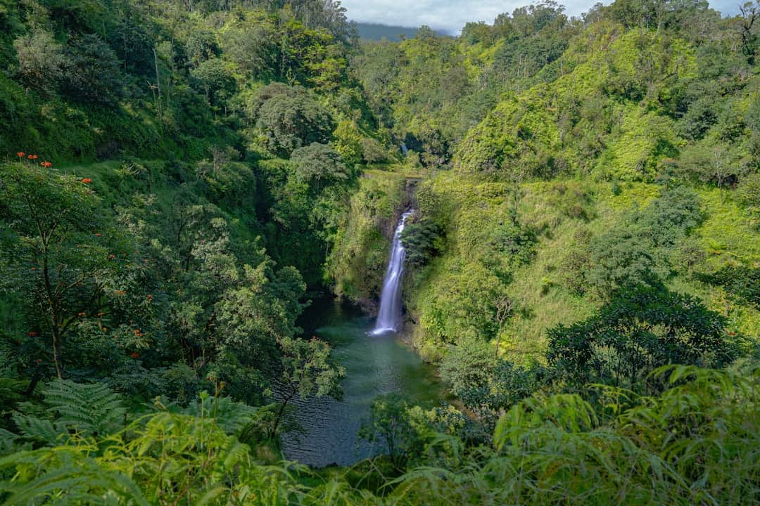 Photo by rjb Studios Lush green jungle surrounds a tall waterfall cascading into pool.