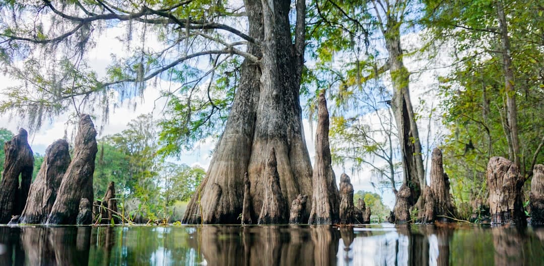 Photo by The Tampa Bay Estuary Program a group of trees that are in the water