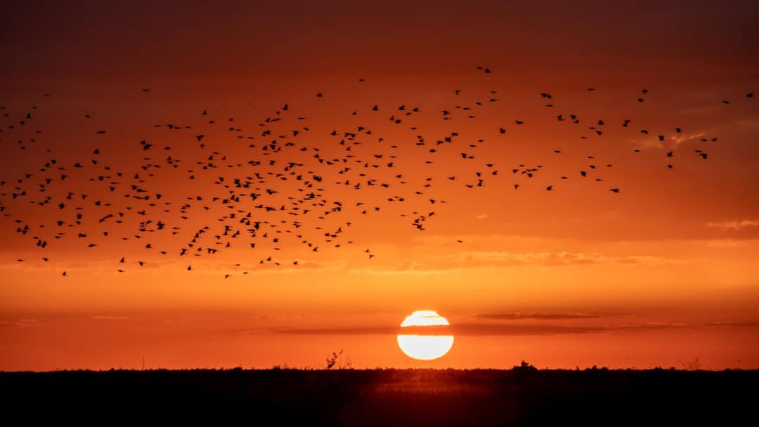 silhouette photography of birds and trees during golden hour