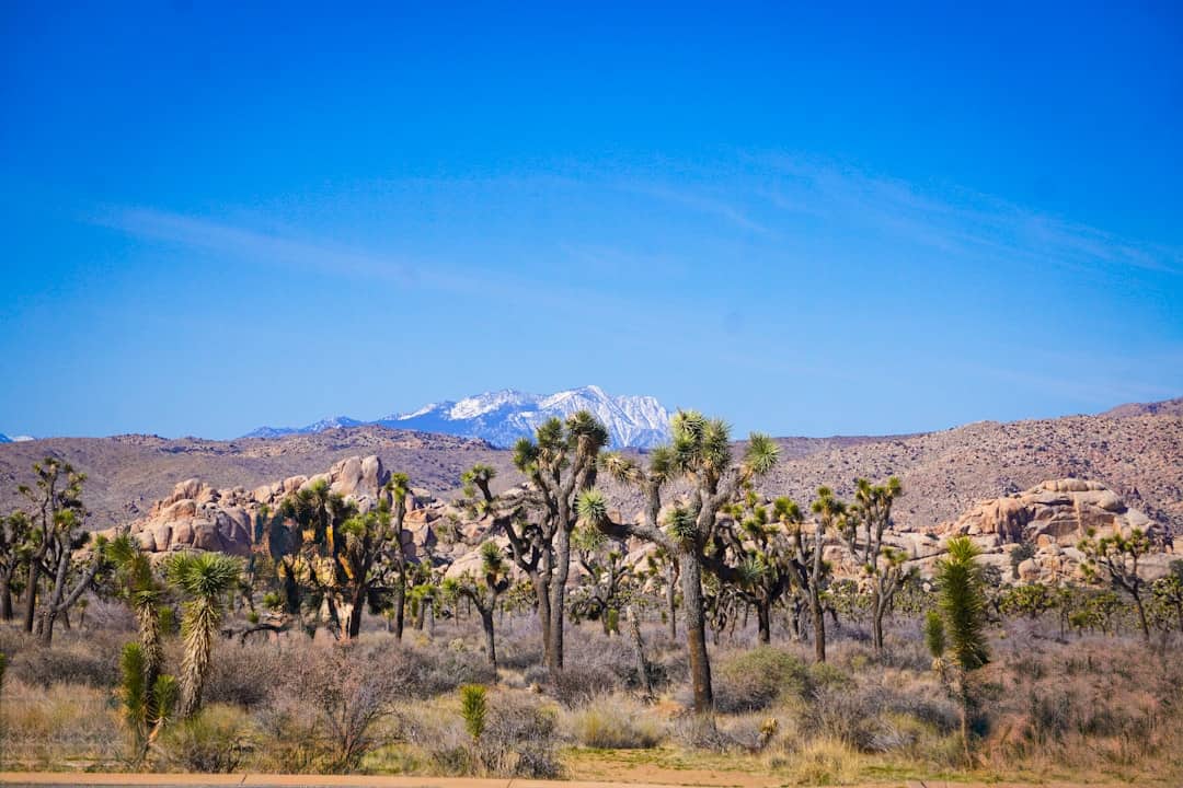 A desert landscape with a mountain in the background