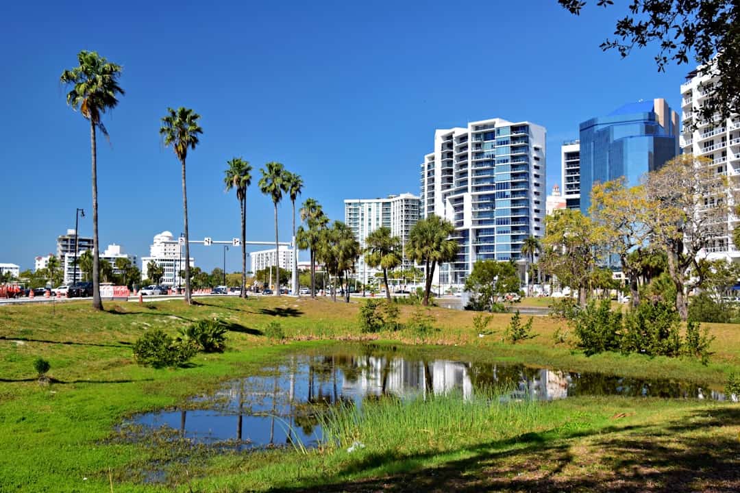 a small pond surrounded by palm trees and tall buildings