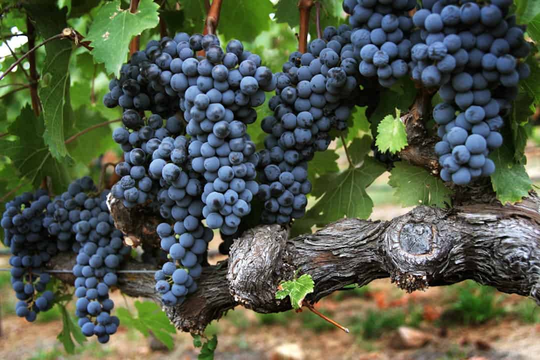 a bunch of blue grapes
