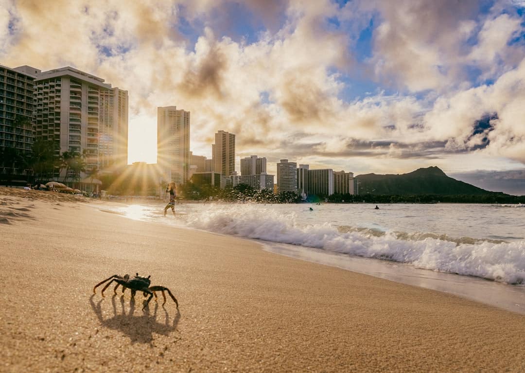 Photo by Nils Huenerfuerst a crab on a beach with buildings in the background