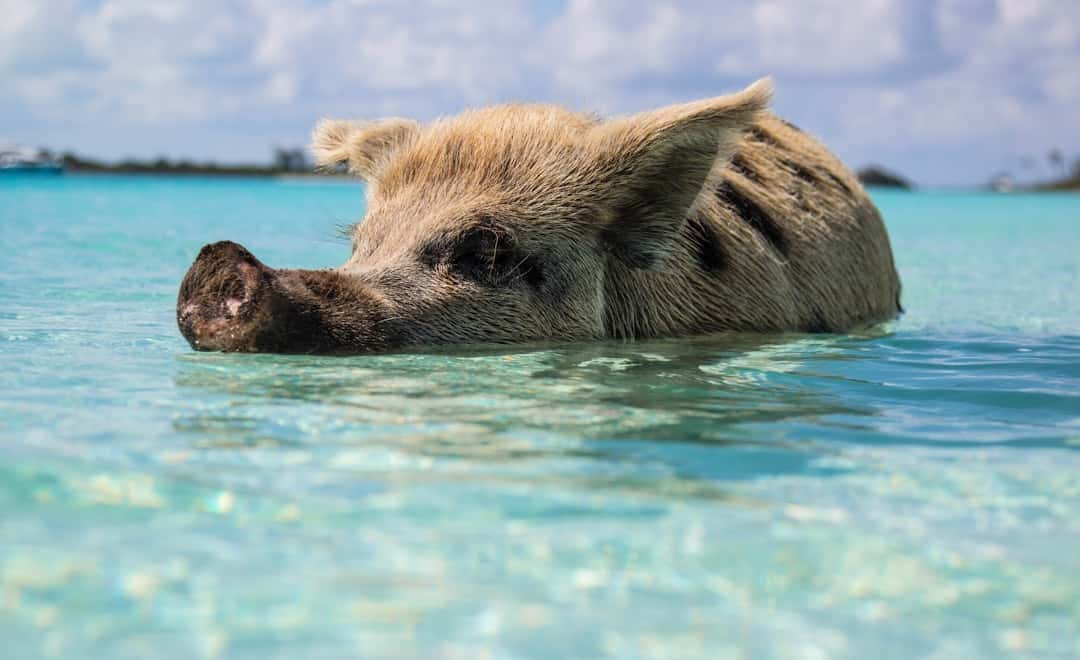 Photo by Forest S brown pig in body of water