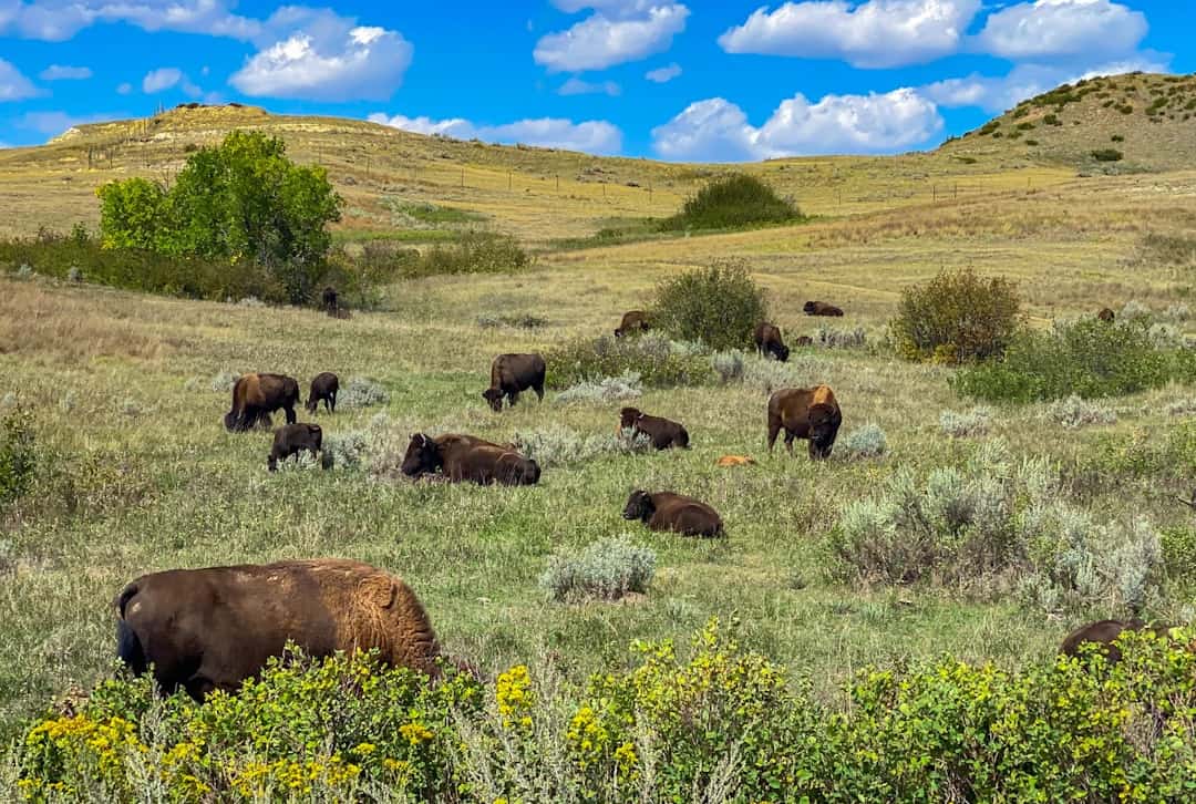 Photo by Rich Martello a herd of buffalo grazing on a lush green hillside