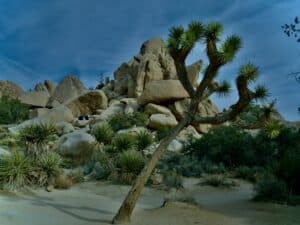 Joshua Tree Nationalpark auf einer Rundreise durch den Westen der USA