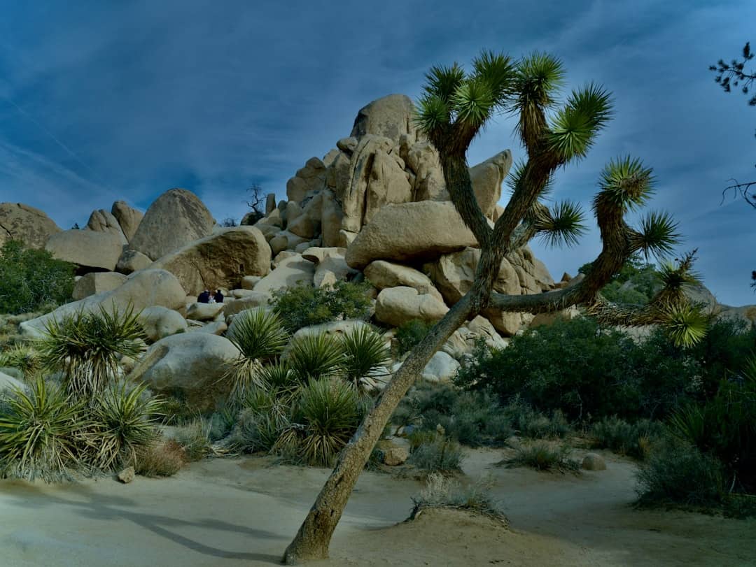 Joshua Tree Nationalpark auf einer Rundreise durch den Westen der USA